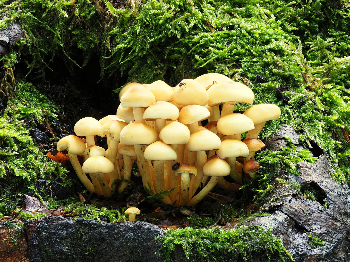 Grünblättriger Schwefelkopf, Hypholoma fasciculare