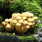 Grünblättriger Schwefelkopf, Hypholoma fasciculare