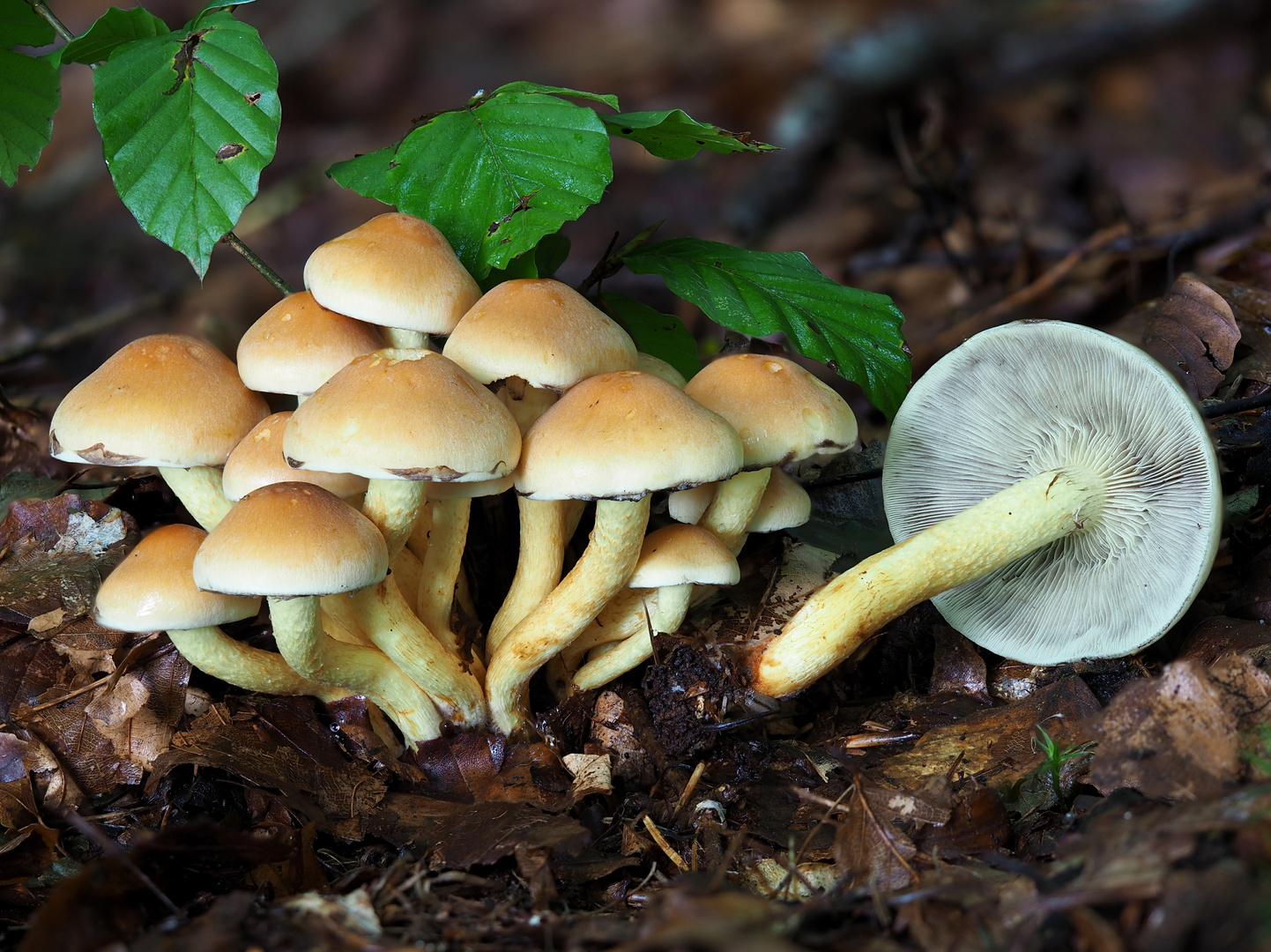 Grünblättriger Schwefelkopf (Hypholoma fasciculare)