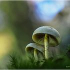 grünblättriger schwefelkopf (hypholoma fasciculare) II  .....