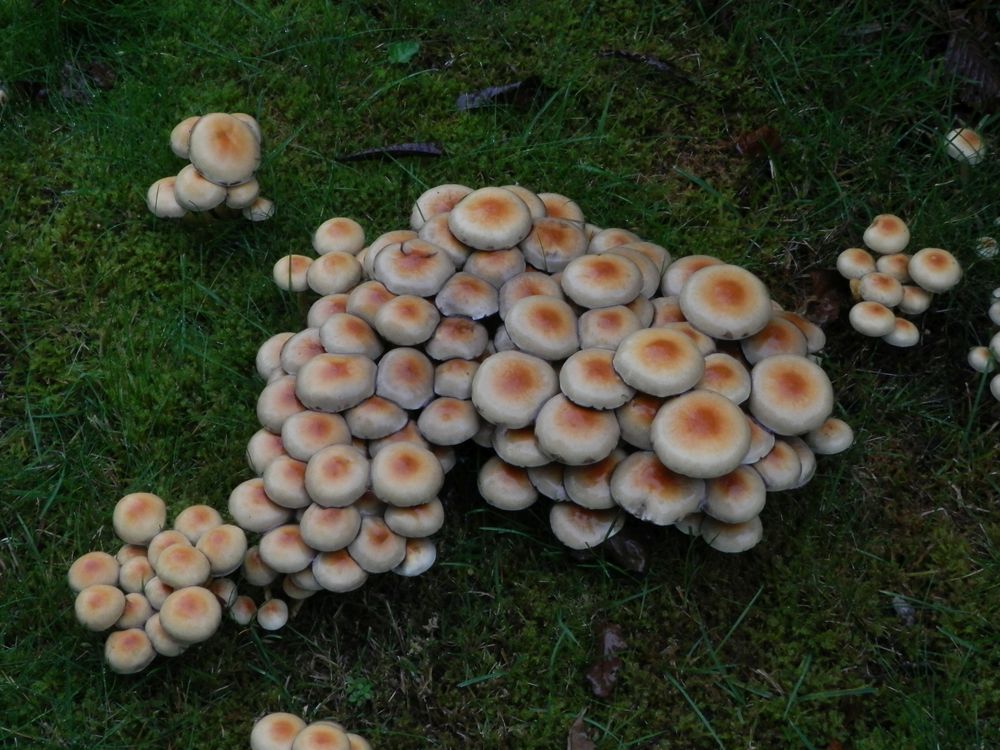 Grünblättriger Schwefelkopf (Hypholoma fasciculare) im Regen