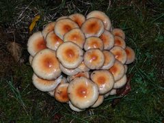 Grünblättriger Schwefelkopf (Hypholoma fasciculare) im Regen