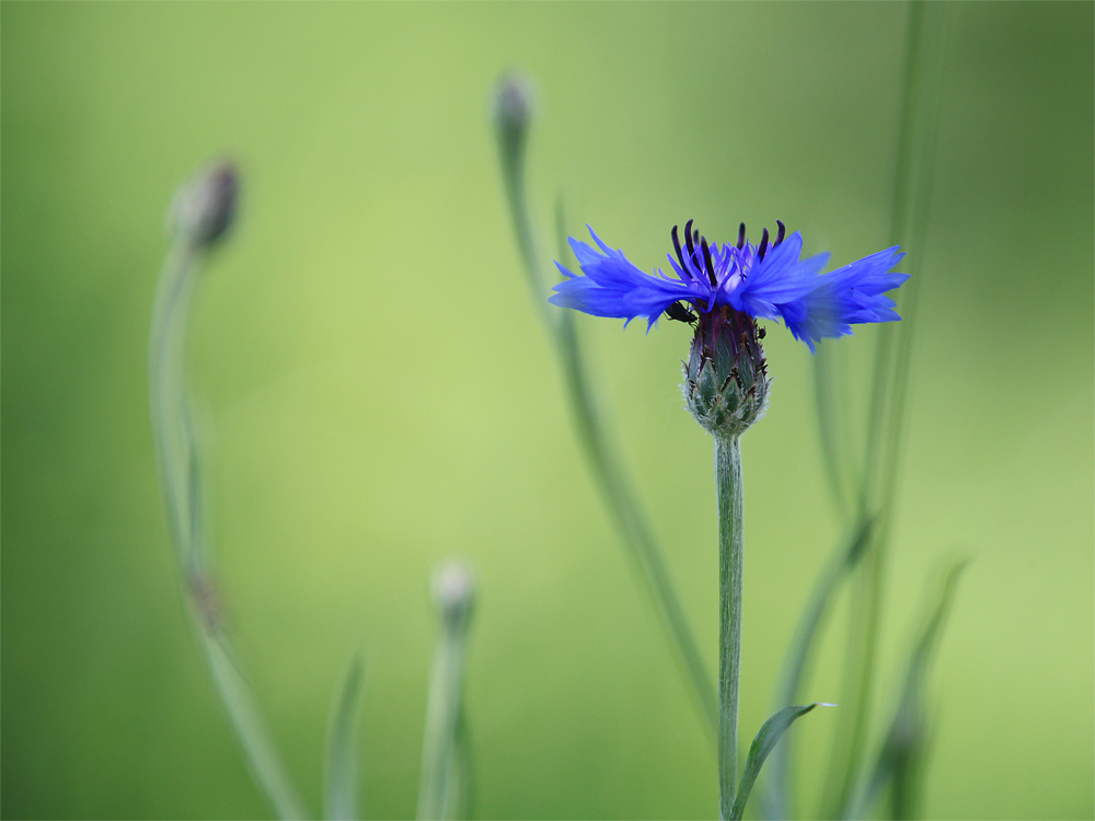 Grün.blau