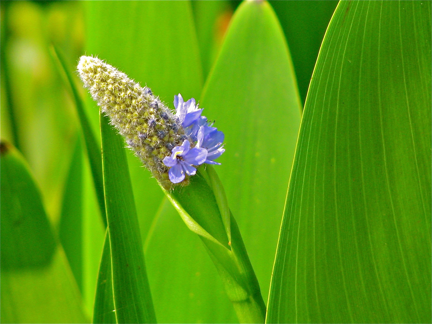 ...Grün+Blau !!!...