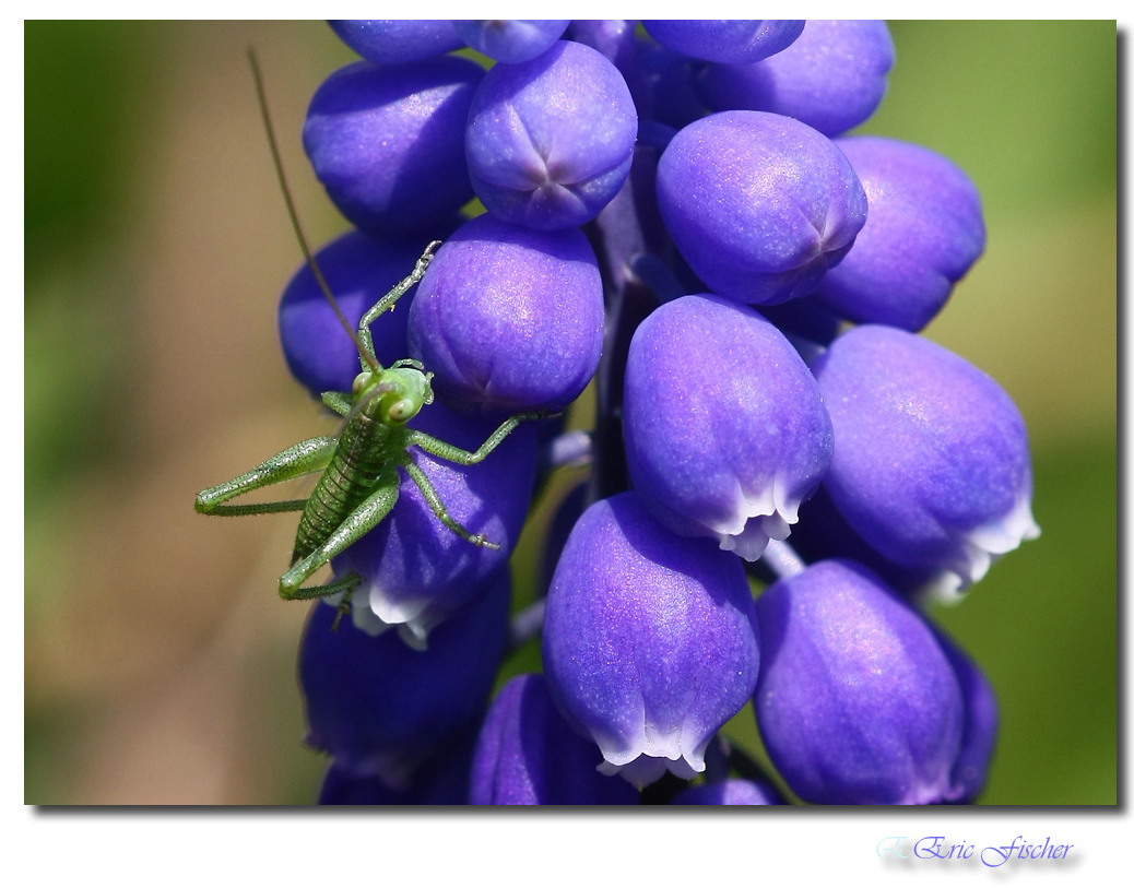 Grünblau