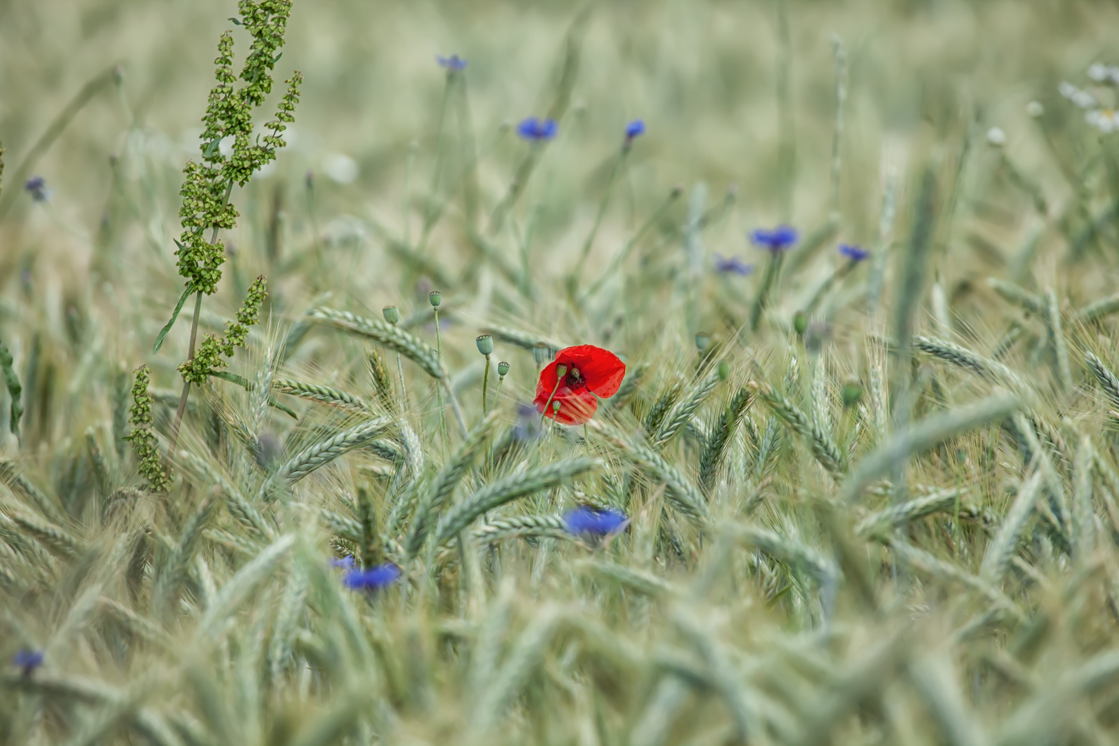 grün,blau,rot