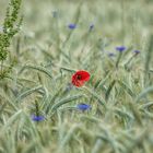 grün,blau,rot