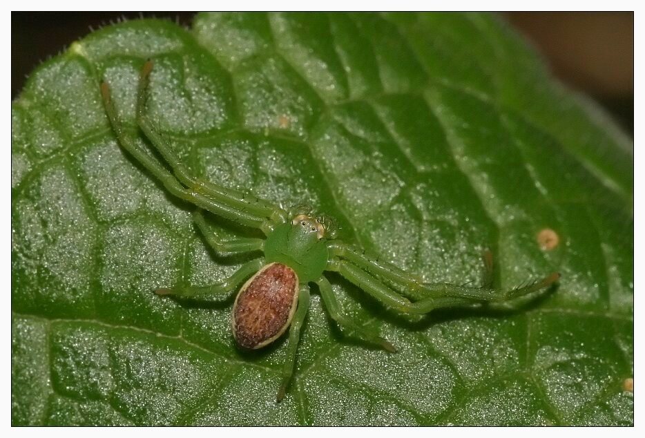 Grünbraune Krabbenspinne (Diaea dorsata)