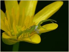 Grünbraune Krabbenspinne mit Beute