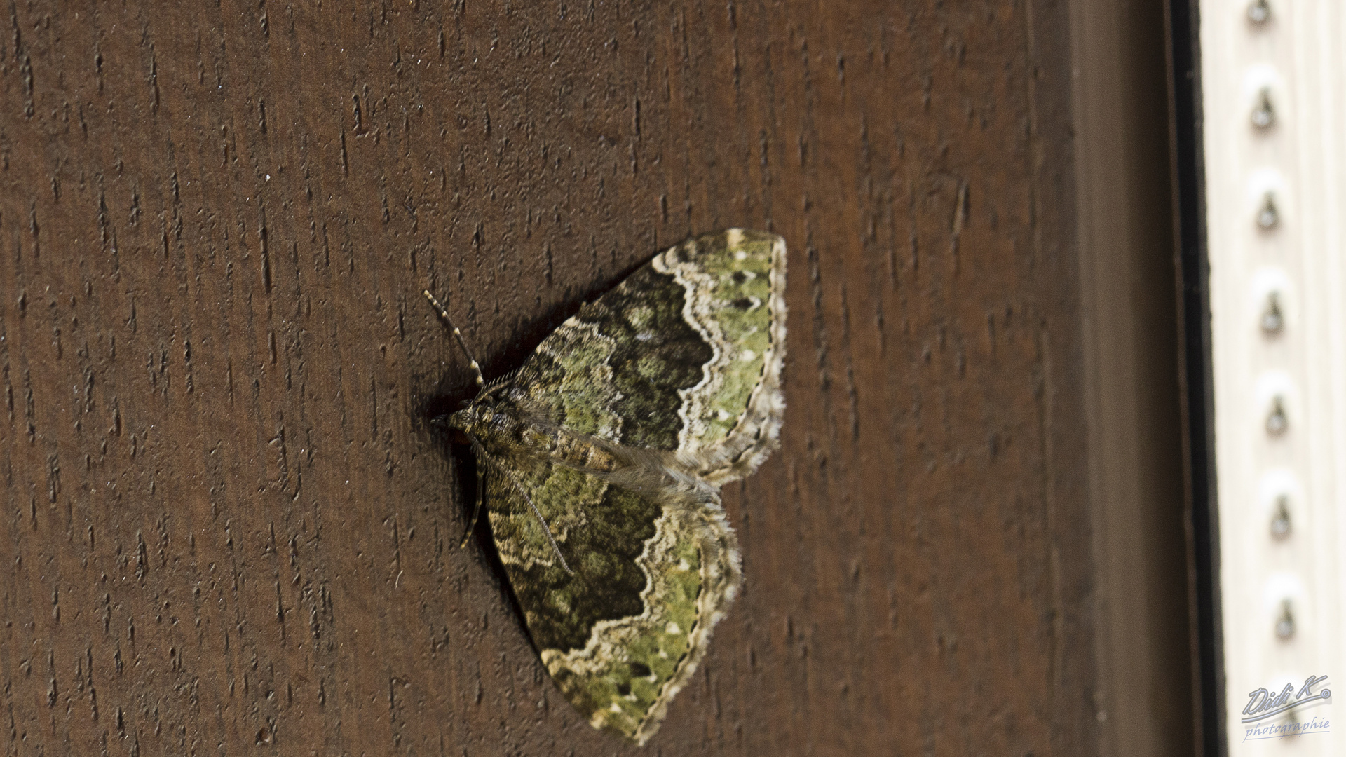 Grünbrauner Bindenspanner - Colostygia aptata