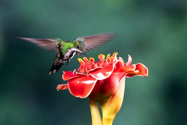 Grünbrust-Mangokolibri