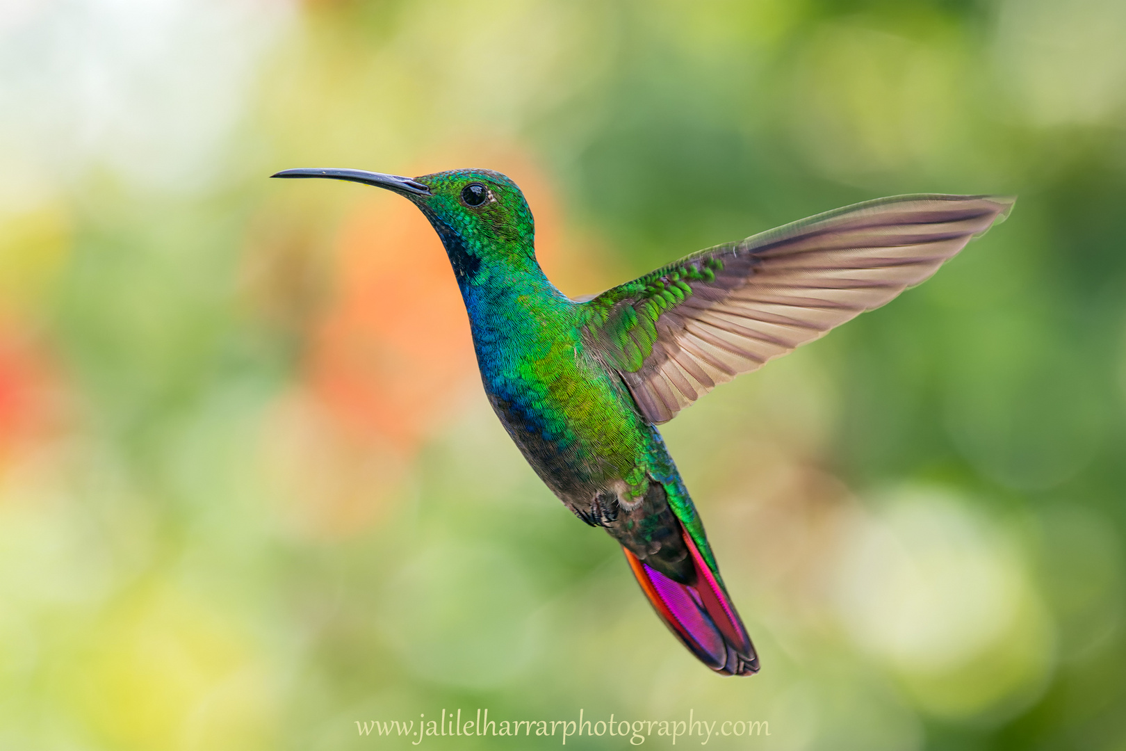 Gruenbrustmango Kolibri M.