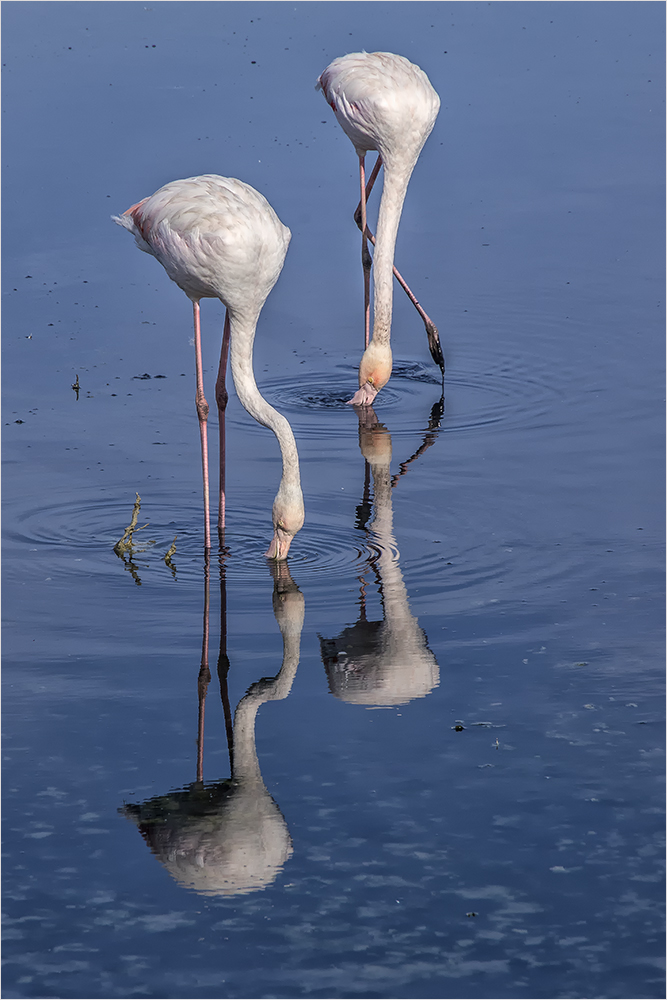 gründel-duo