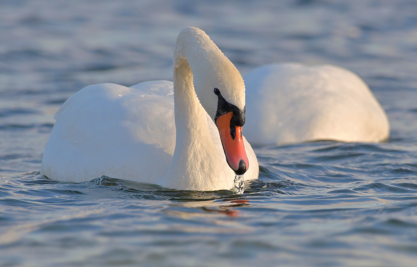 Gründeln... Foto & Bild tiere, wildlife, wild lebende vögel Bilder