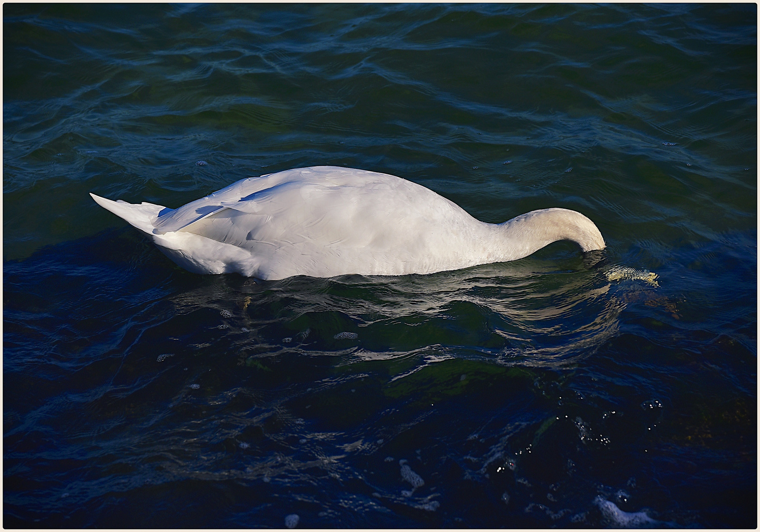 gründelnder Ostseeschwan