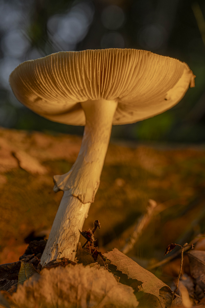 Gründer Knollenblätterpilz