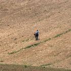 Gründüngung wird im Weinberg gesät 