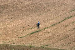 Gründüngung wird im Weinberg gesät 