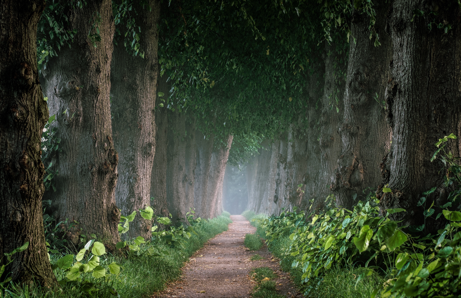 Grüne Allee