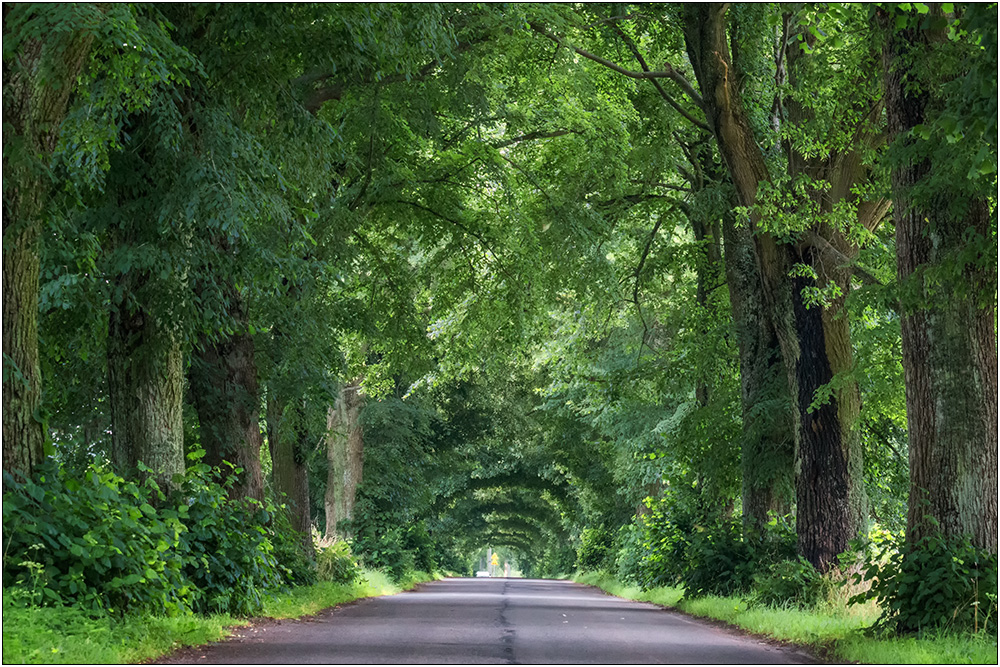 grüne Allee