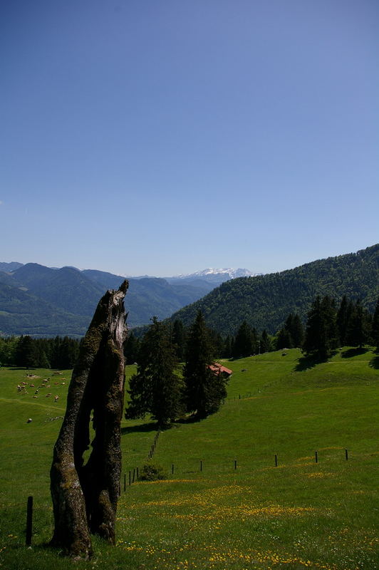 grüne Alm