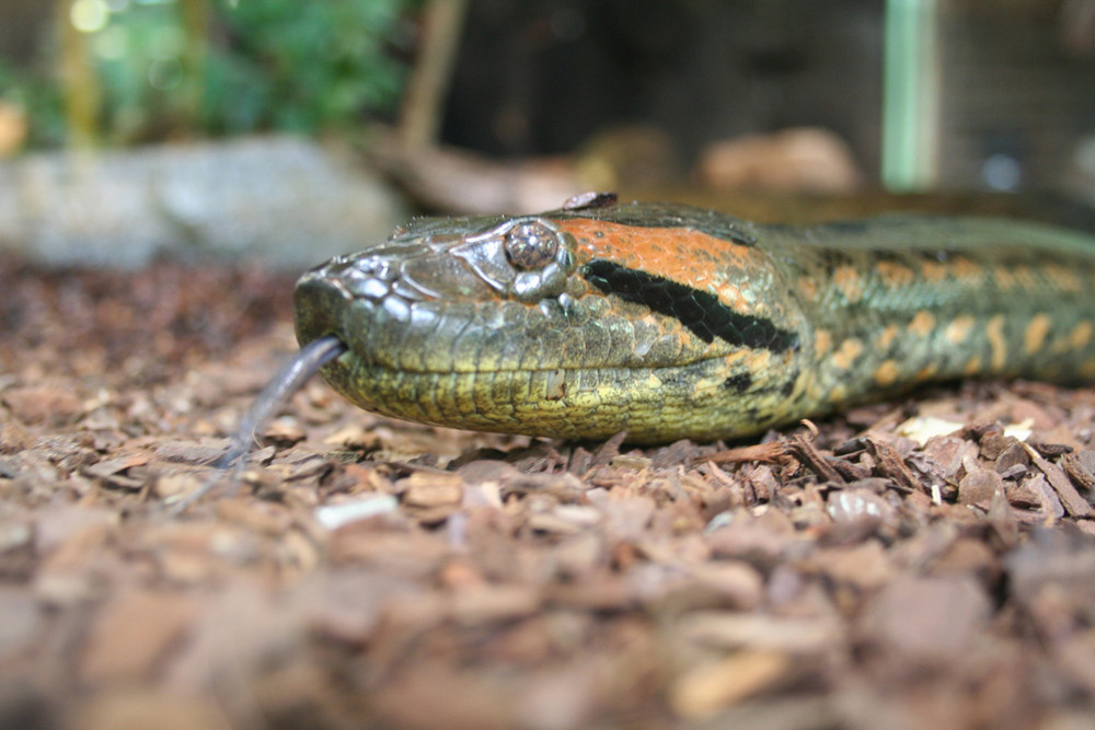 Grüne Anaconda