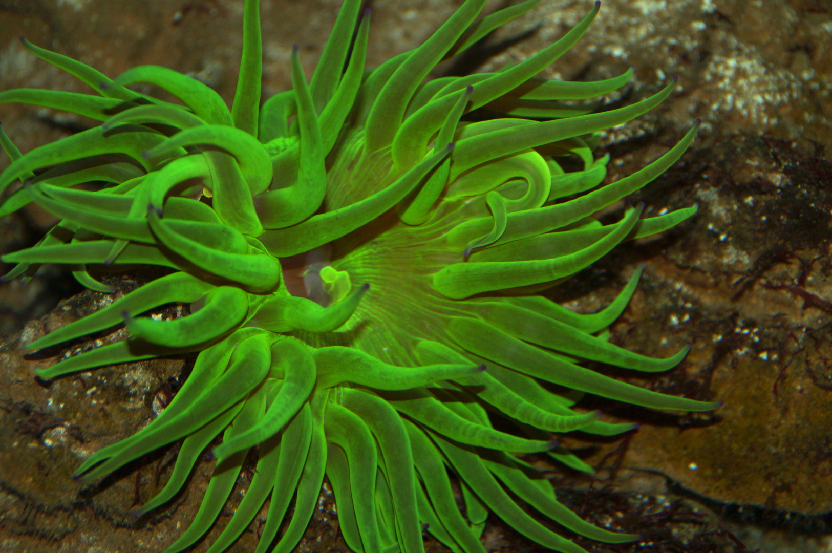 Grüne Anemone