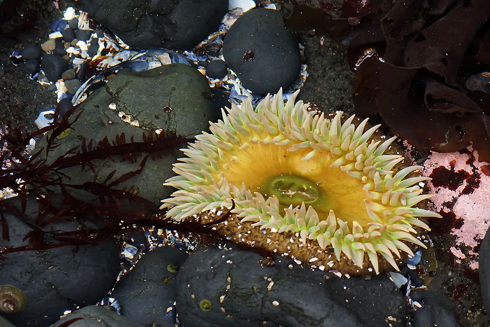 Grüne Anemone