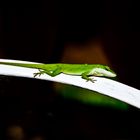 Grüne Anole