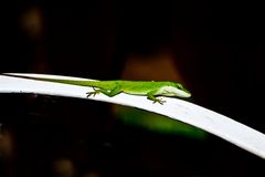 Grüne Anole