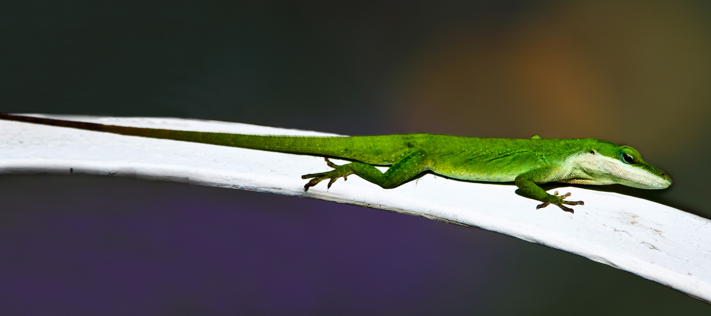 Grüne Anole reload