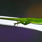 Grüne Anole reload