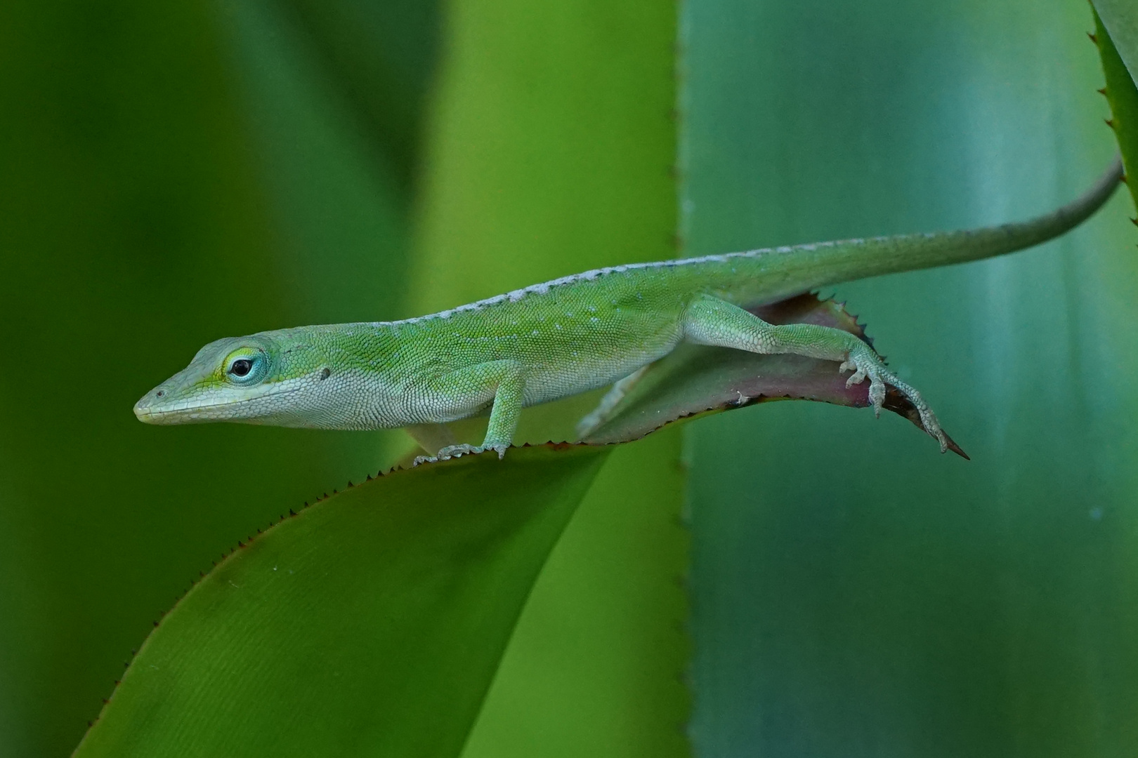 Grüne Anolis