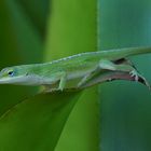 Grüne Anolis