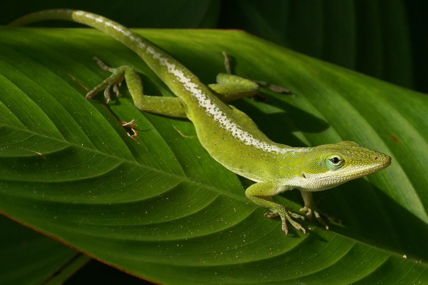 Grüne Anolis