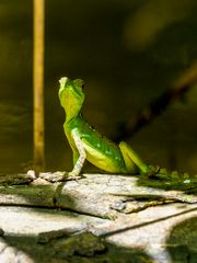 Grüne Anolis _ Costa Rica