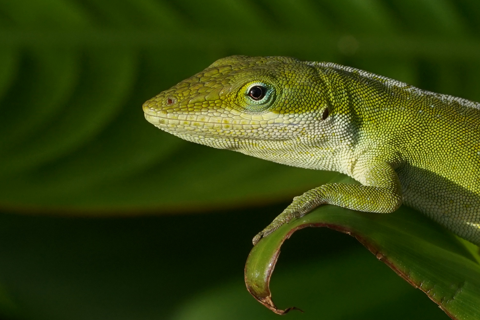 Grüne Anolis (Kauai)