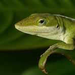 Grüne Anolis (Kauai)