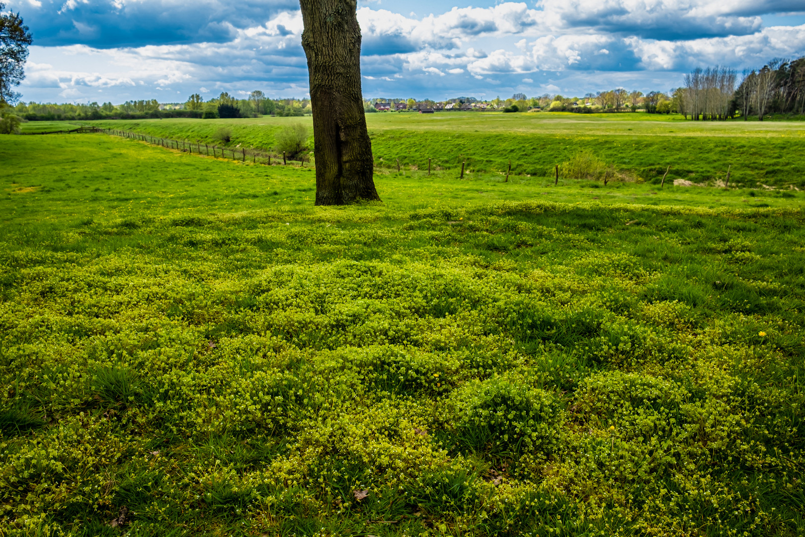 Grüne Aue an der Ems