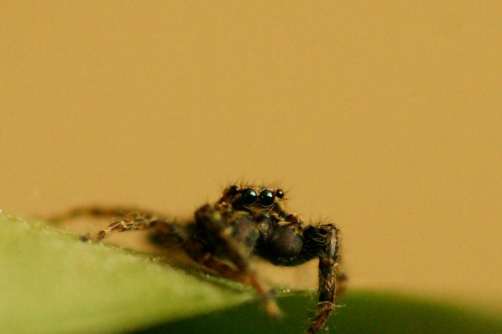 Grüne Augen Foto & Bild | augen, spinne, springspinne ...