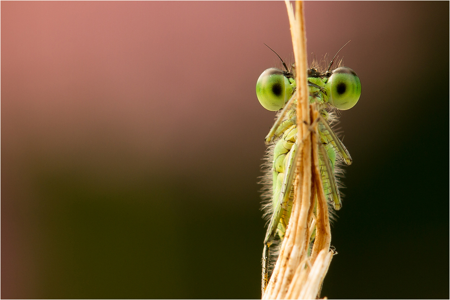 Grüne Augen