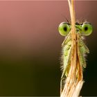 Grüne Augen