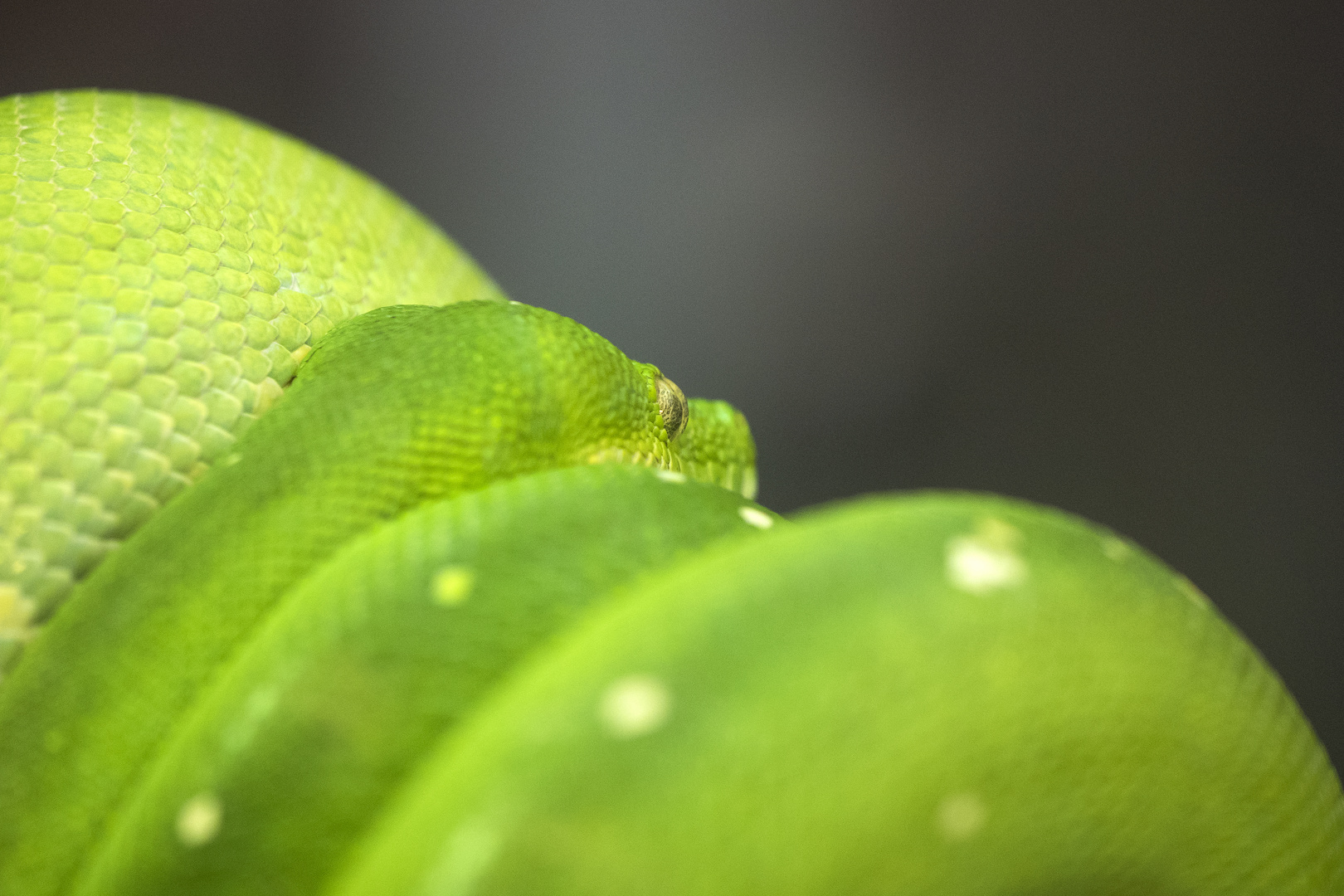 ~ grüne Augen ~ 