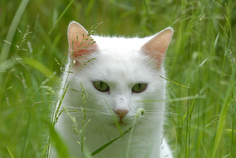 Grüne Augen im grünen Gras...