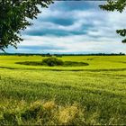 Grüne Augen mitten in Feldern