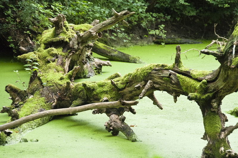 grüne Aulandschaft