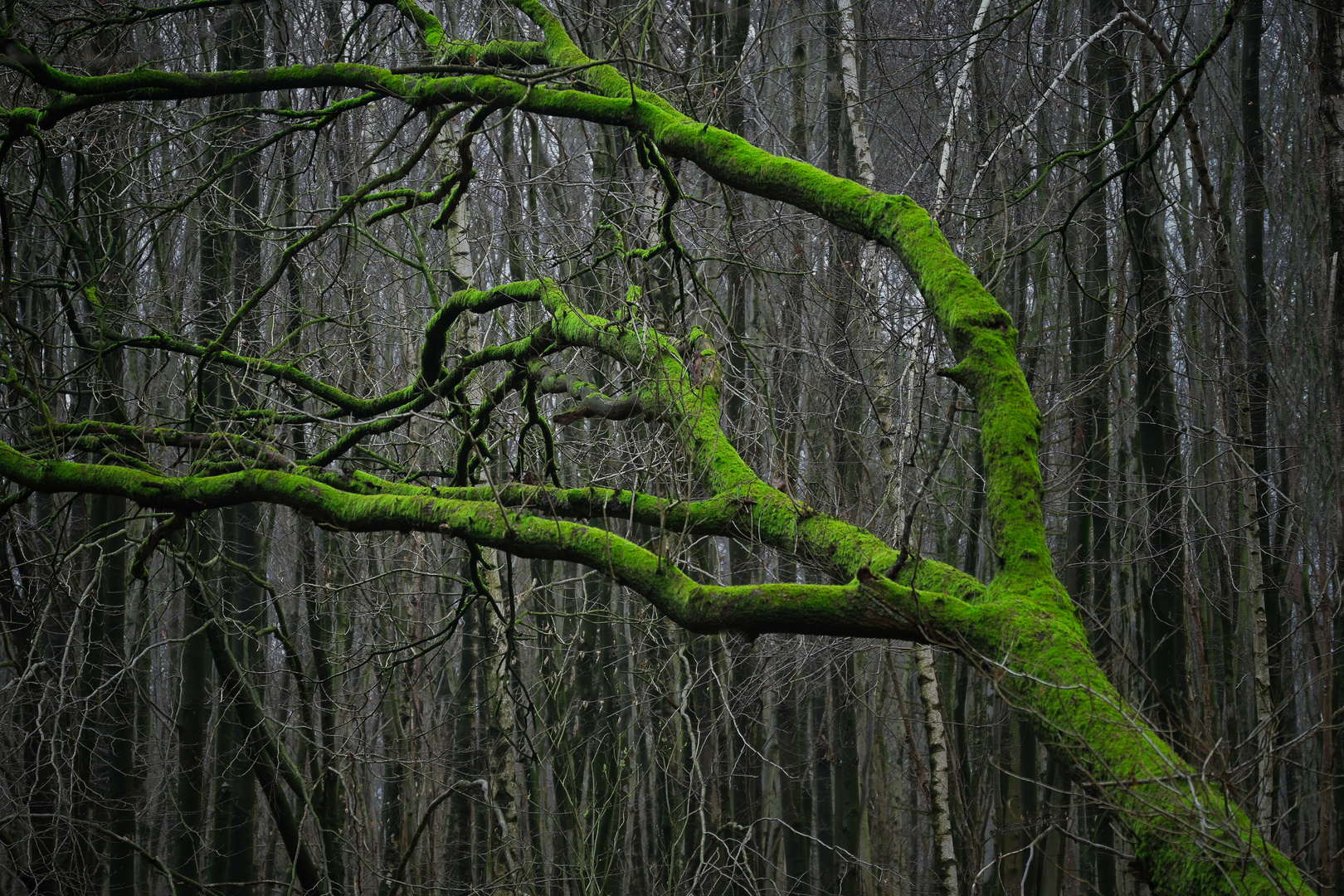 Grüne Aussicht