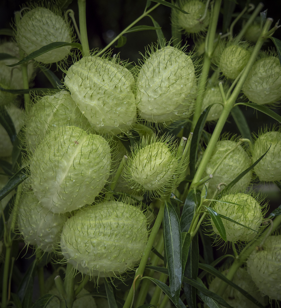 grüne bällchen