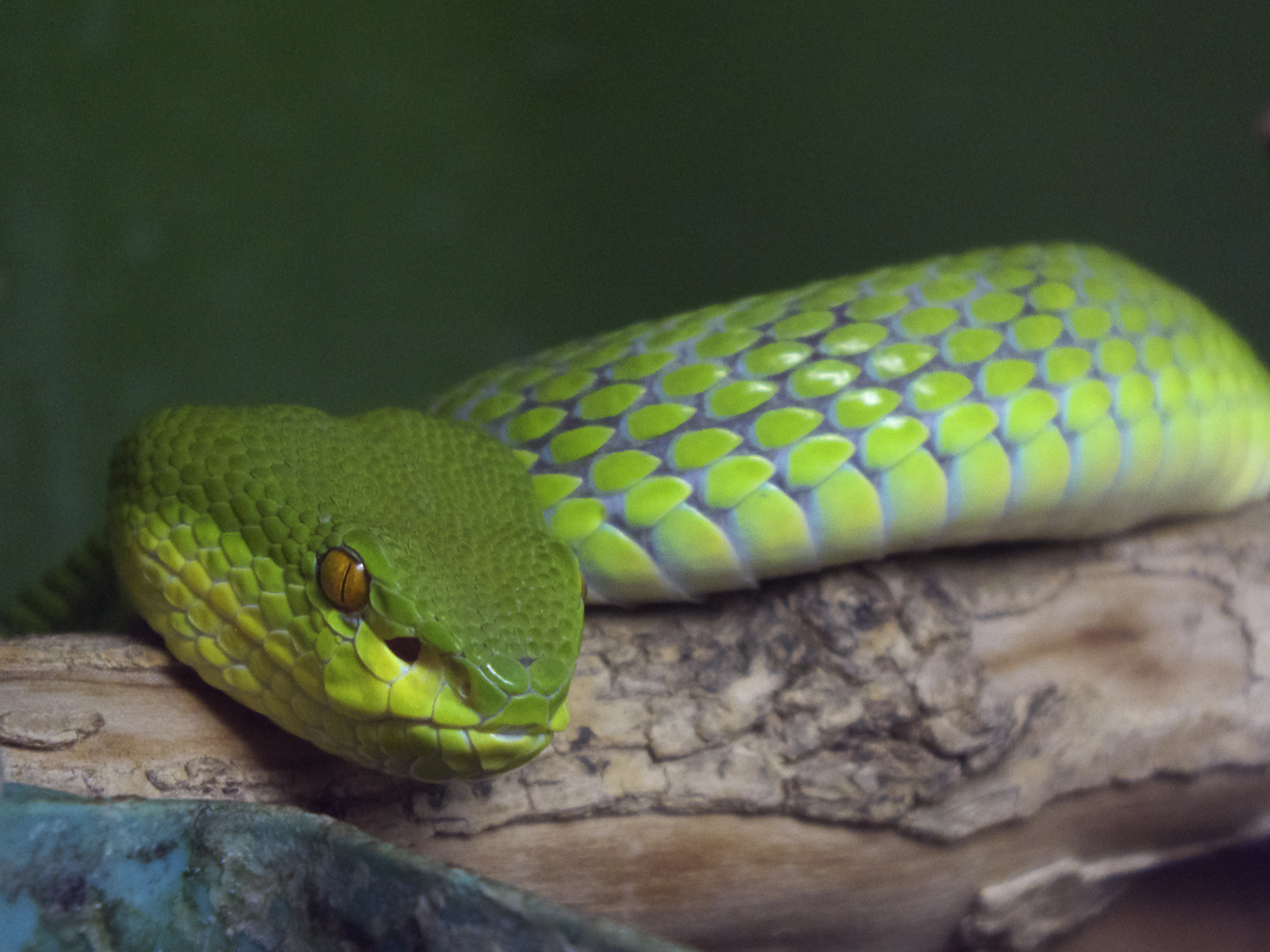 Grüne Bambusotter - fotografiert im Reptilienzoo Regensburg