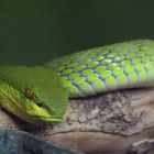 Grüne Bambusotter - fotografiert im Reptilienzoo Regensburg